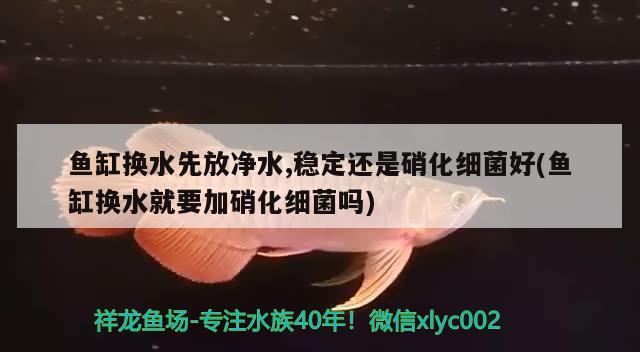 魚(yú)缸換水先放凈水,穩(wěn)定還是硝化細(xì)菌好(魚(yú)缸換水就要加硝化細(xì)菌嗎)