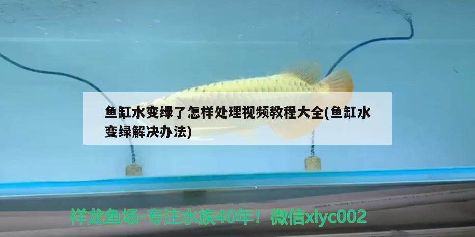 魚缸水變綠了怎樣處理視頻教程大全(魚缸水變綠解決辦法) 水族燈（魚缸燈）