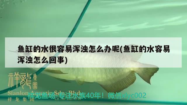 魚缸的水很容易渾濁怎么辦呢(魚缸的水容易渾濁怎么回事) 孵化器