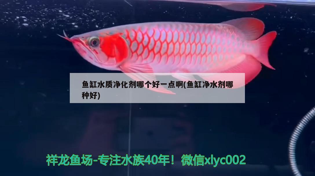 魚(yú)缸水質(zhì)凈化劑哪個(gè)好一點(diǎn)啊(魚(yú)缸凈水劑哪種好) 白子關(guān)刀魚(yú)