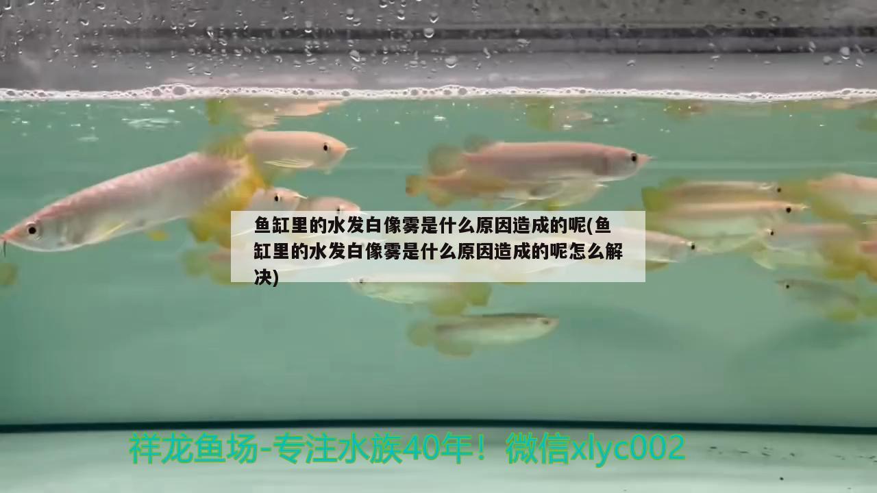 魚缸里的水發(fā)白像霧是什么原因造成的呢(魚缸里的水發(fā)白像霧是什么原因造成的呢怎么解決) 孵化器