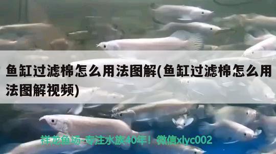 魚缸過濾棉怎么用法圖解(魚缸過濾棉怎么用法圖解視頻)