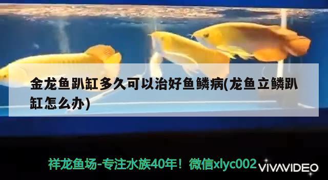 金龍魚趴缸多久可以治好魚鱗病(龍魚立鱗趴缸怎么辦) 錦鯉池魚池建設(shè)