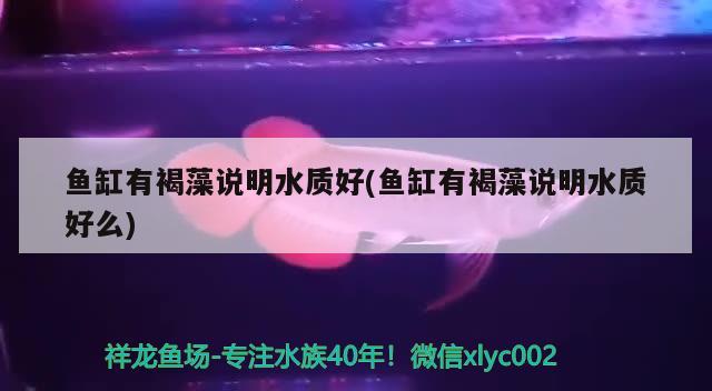 魚缸有褐藻說明水質好(魚缸有褐藻說明水質好么) 財神鸚鵡魚 第2張