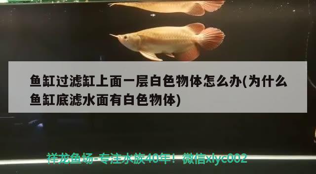 魚缸過(guò)濾缸上面一層白色物體怎么辦(為什么魚缸底濾水面有白色物體) 超血紅龍魚