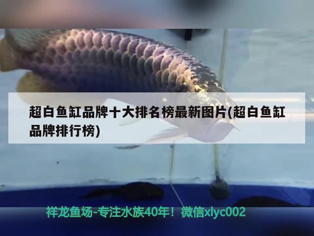 超白魚缸品牌十大排名榜最新圖片(超白魚缸品牌排行榜) 朱巴利魚