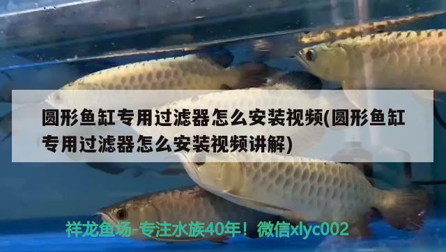 圓形魚缸專用過濾器怎么安裝視頻(圓形魚缸專用過濾器怎么安裝視頻講解) 黑云魚