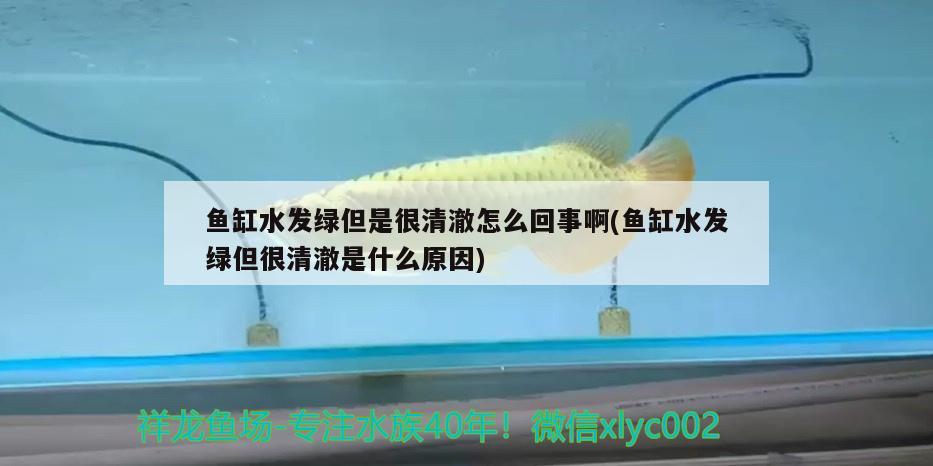 魚缸水發(fā)綠但是很清澈怎么回事啊(魚缸水發(fā)綠但很清澈是什么原因) 綠皮辣椒小紅龍