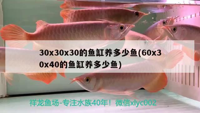 30x30x30的魚缸養(yǎng)多少魚(60x30x40的魚缸養(yǎng)多少魚)