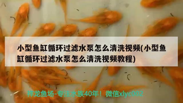 小型魚缸循環(huán)過濾水泵怎么清洗視頻(小型魚缸循環(huán)過濾水泵怎么清洗視頻教程) 三間鼠魚苗