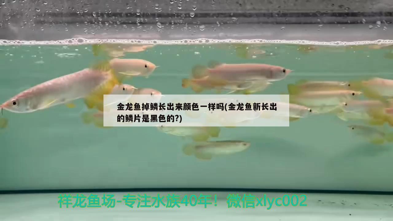 金龍魚掉鱗長出來顏色一樣嗎(金龍魚新長出的鱗片是黑色的?) 黃金達摩魚