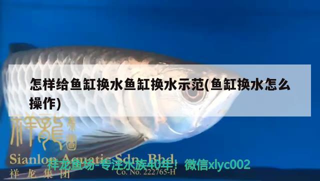 怎樣給魚缸換水魚缸換水示范(魚缸換水怎么操作) 魟魚百科