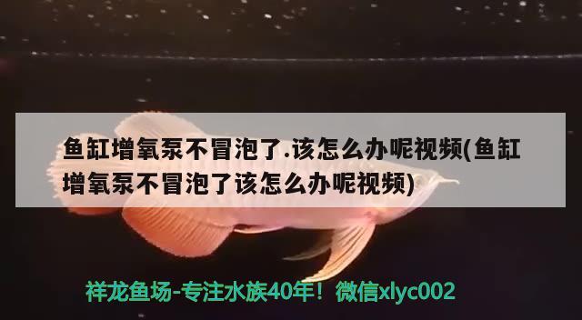 魚缸增氧泵不冒泡了.該怎么辦呢視頻(魚缸增氧泵不冒泡了該怎么辦呢視頻)