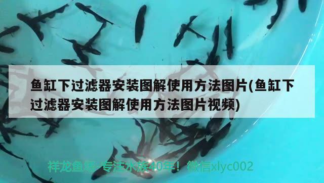 魚缸下過濾器安裝圖解使用方法圖片(魚缸下過濾器安裝圖解使用方法圖片視頻)