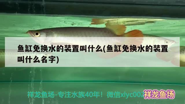 魚缸免換水的裝置叫什么(魚缸免換水的裝置叫什么名字)