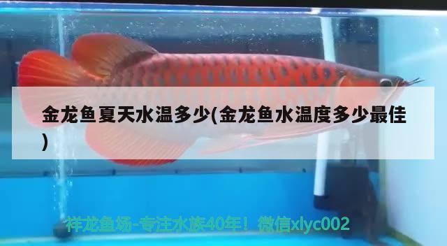 金龍魚夏天水溫多少(金龍魚水溫度多少最佳) 養(yǎng)魚知識 第1張