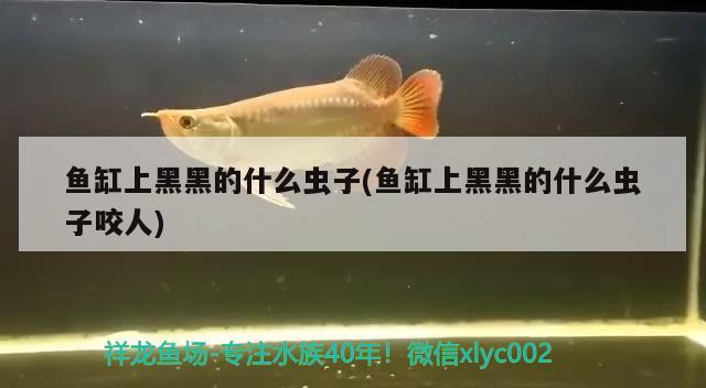 魚缸上黑黑的什么蟲子(魚缸上黑黑的什么蟲子咬人)