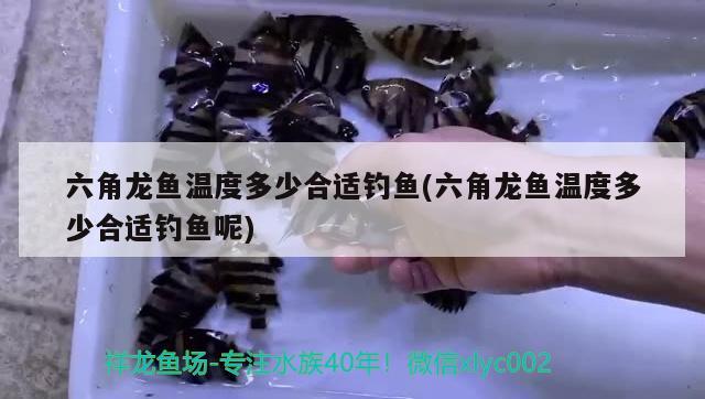 六角龍魚溫度多少合適釣魚(六角龍魚溫度多少合適釣魚呢) 垂釣樂園