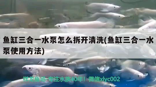 魚缸三合一水泵怎么拆開清洗(魚缸三合一水泵使用方法) 祥龍魚場(chǎng)