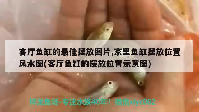 客廳魚(yú)缸的最佳擺放圖片,家里魚(yú)缸擺放位置風(fēng)水圖(客廳魚(yú)缸的擺放位置示意圖)