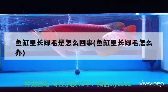 魚缸里長(zhǎng)綠毛是怎么回事(魚缸里長(zhǎng)綠毛怎么辦)