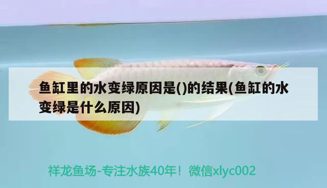 魚缸里的水變綠原因是()的結(jié)果(魚缸的水變綠是什么原因) 圖騰金龍魚