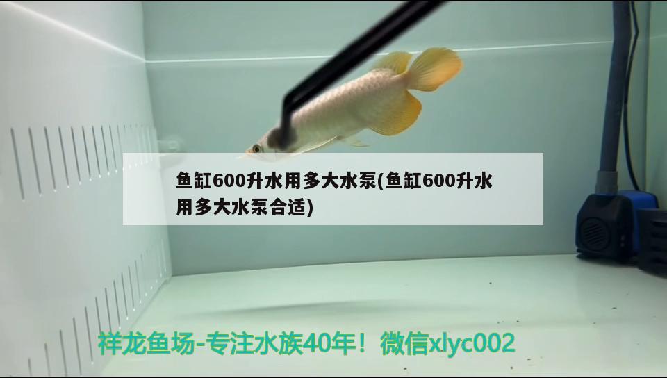 魚缸600升水用多大水泵(魚缸600升水用多大水泵合適) 祥龍龍魚魚糧 第2張