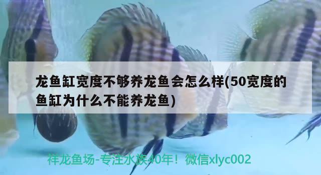 龍魚缸寬度不夠養(yǎng)龍魚會怎么樣(50寬度的魚缸為什么不能養(yǎng)龍魚) 硝化細(xì)菌