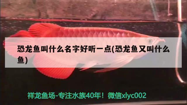 恐龍魚叫什么名字好聽一點(恐龍魚又叫什么魚)