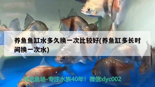 養(yǎng)魚魚缸水多久換一次比較好(養(yǎng)魚缸多長時間換一次水)