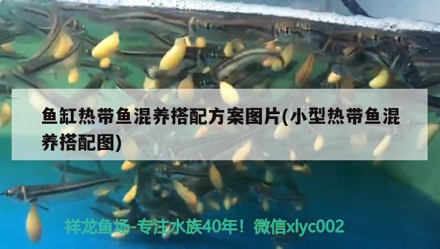 魚缸熱帶魚混養(yǎng)搭配方案圖片(小型熱帶魚混養(yǎng)搭配圖) 夢幻雷龍魚