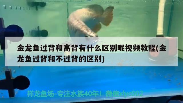 金龍魚過背和高背有什么區(qū)別呢視頻教程(金龍魚過背和不過背的區(qū)別) 黑云魚