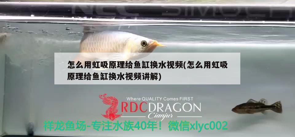 怎么用虹吸原理給魚(yú)缸換水視頻(怎么用虹吸原理給魚(yú)缸換水視頻講解) 銀古魚(yú)苗