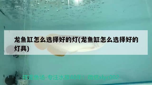 龍魚(yú)缸怎么選擇好的燈(龍魚(yú)缸怎么選擇好的燈具) 泰龐海鰱魚(yú)