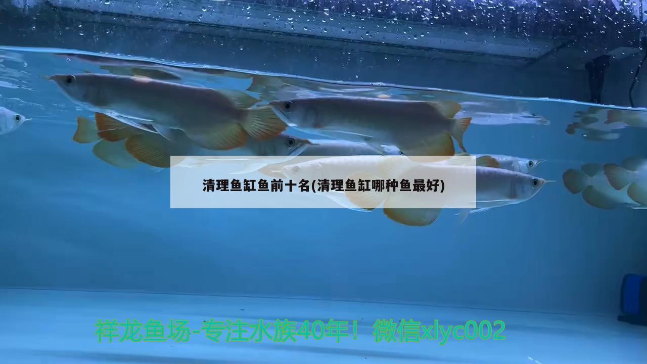 清理魚缸魚前十名(清理魚缸哪種魚最好) 薩伊藍(lán)魚