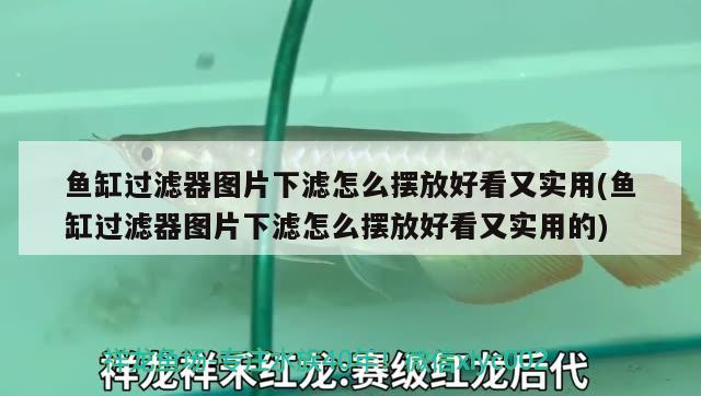 魚缸過濾器圖片下濾怎么擺放好看又實用(魚缸過濾器圖片下濾怎么擺放好看又實用的)