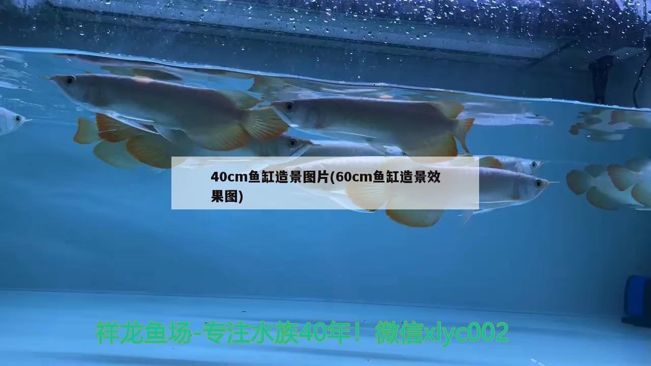 40cm魚缸造景圖片(60cm魚缸造景效果圖) 潛水艇魚