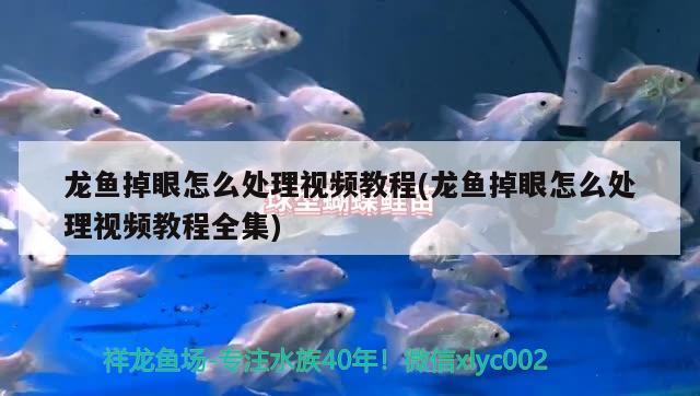 龍魚掉眼怎么處理視頻教程(龍魚掉眼怎么處理視頻教程全集)