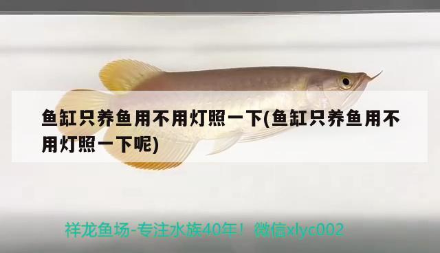 魚缸只養(yǎng)魚用不用燈照一下(魚缸只養(yǎng)魚用不用燈照一下呢)