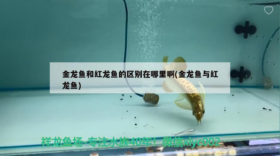 金龍魚和紅龍魚的區(qū)別在哪里啊(金龍魚與紅龍魚) 刀魚魚