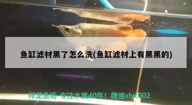 魚(yú)缸濾材黑了怎么洗(魚(yú)缸濾材上有黑黑的)