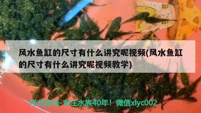 風水魚缸的尺寸有什么講究呢視頻(風水魚缸的尺寸有什么講究呢視頻教學)