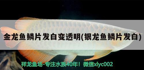 金龍魚鱗片發(fā)白變透明(銀龍魚鱗片發(fā)白) 銀龍魚 第1張