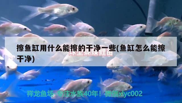 擦魚缸用什么能擦的干凈一些(魚缸怎么能擦干凈)