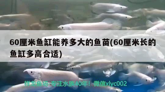 60厘米魚缸能養(yǎng)多大的魚苗(60厘米長的魚缸多高合適) 黃金斑馬魚