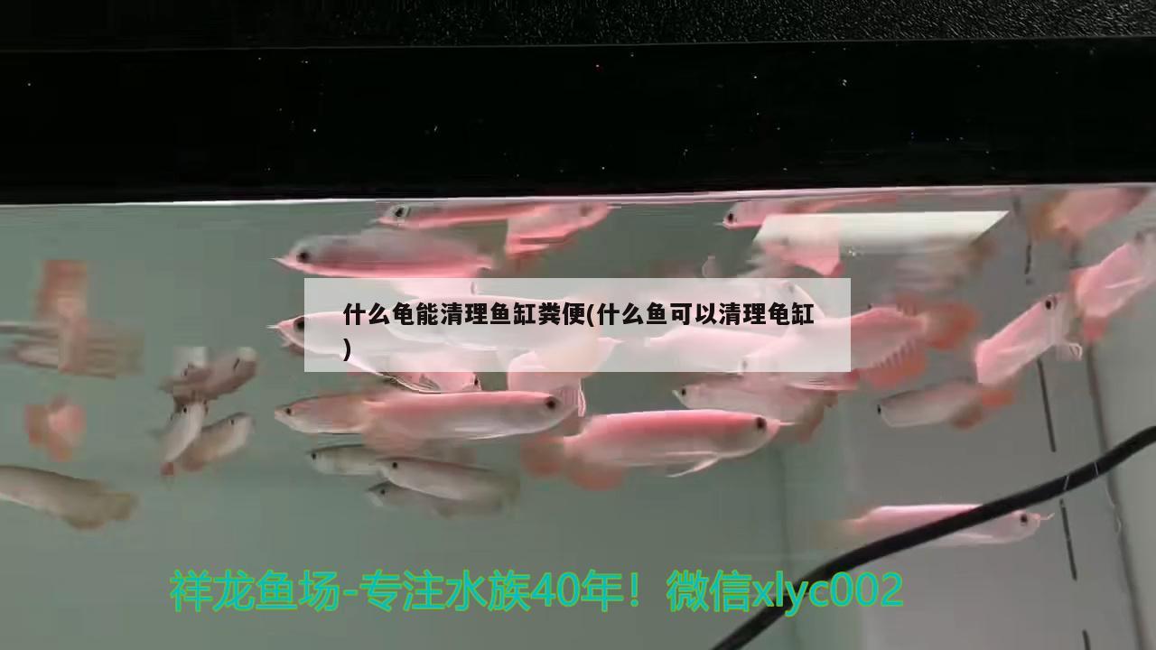 什么龜能清理魚缸糞便(什么魚可以清理龜缸)