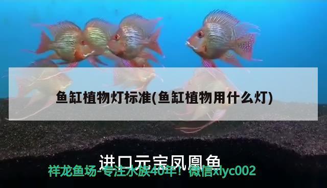 魚(yú)缸植物燈標(biāo)準(zhǔn)(魚(yú)缸植物用什么燈)