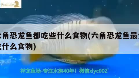 六角恐龍魚都吃些什么食物(六角恐龍魚最愛吃什么食物) 祥龍水族護理水