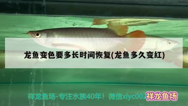 龍魚變色要多長時間恢復(fù)(龍魚多久變紅) 紅白錦鯉魚