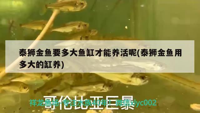 泰獅金魚(yú)要多大魚(yú)缸才能養(yǎng)活呢(泰獅金魚(yú)用多大的缸養(yǎng))